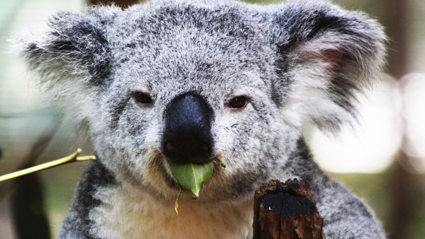 Koala Marsupial Animal Mammal Diprotodontia - In Captivity Transparent PNG