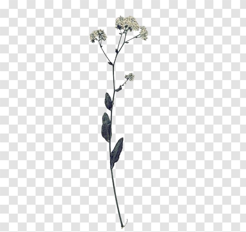Fescues Flower Euclidean Vector Illustration - Plant Stem - Dried Branches Buckle Material Transparent PNG