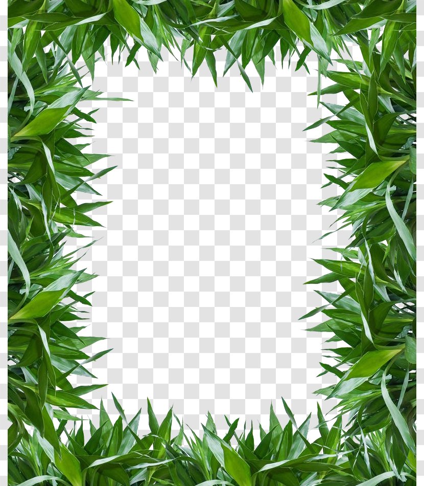 Lucky Bamboo Leaf Photography Bamboe - Green HD Clips Transparent PNG