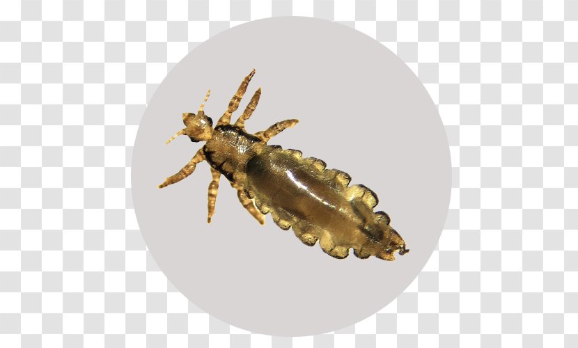 Insect Liendre Pediculosis Ectoparasite Crab Louse - Flea Transparent PNG