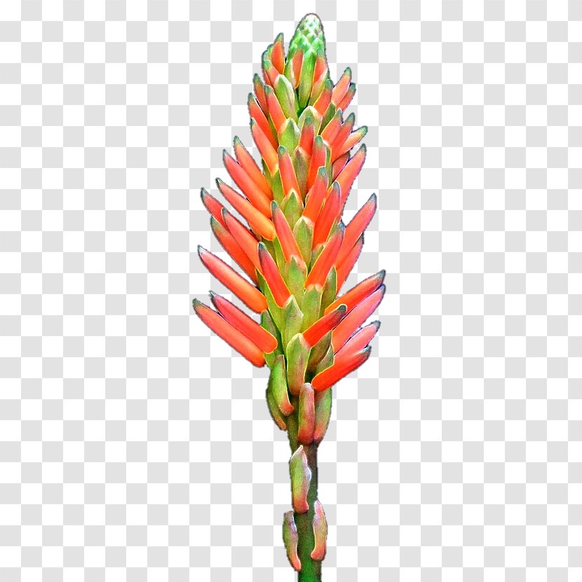 Flower Plant Stem - Alo Vera Transparent PNG
