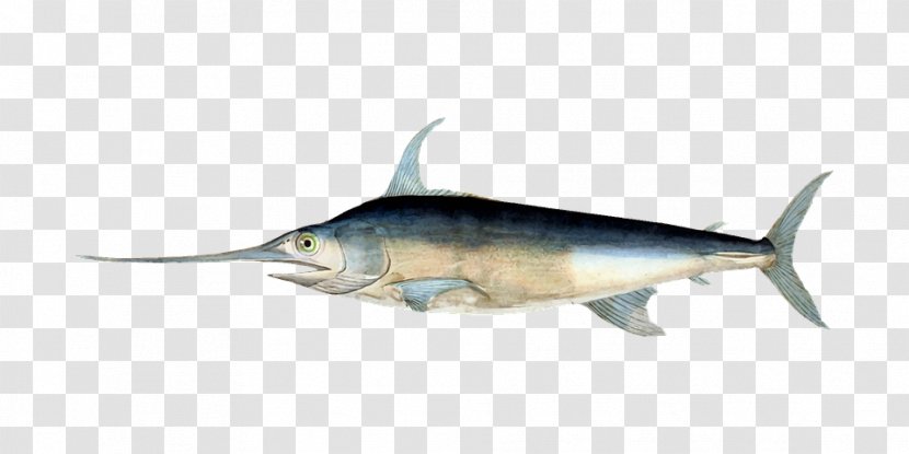 Swordfish Billfish Fishing Histoire Naturelle Des Poissons - Fin Transparent PNG