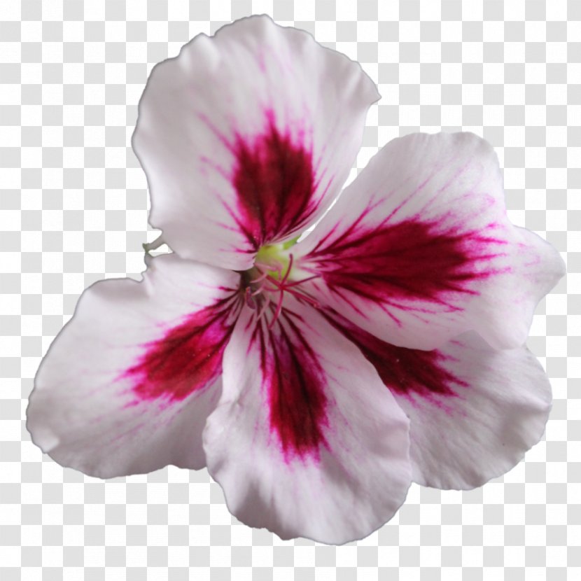 Sweet Scented Geranium Flower Crane's-bill Clip Art - Geraniums - Transparent PNG Image Transparent PNG