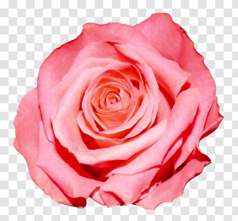 Rose Pink Flowers Clip Art - Cut - Flame Transparent PNG