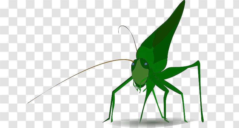 Insect Ant Grasshopper Drawing Image - Silhouette - Arthropod Transparent PNG
