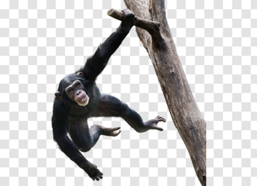 Video Monkey Stock Photography Royalty-free Ape - Primate - Chimpanzee Transparent PNG