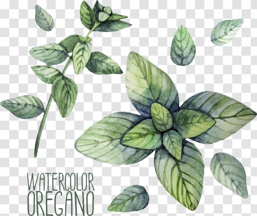 Herb Oregano Watercolor Painting Illustration - Stock Photography - Mint Plant Transparent PNG