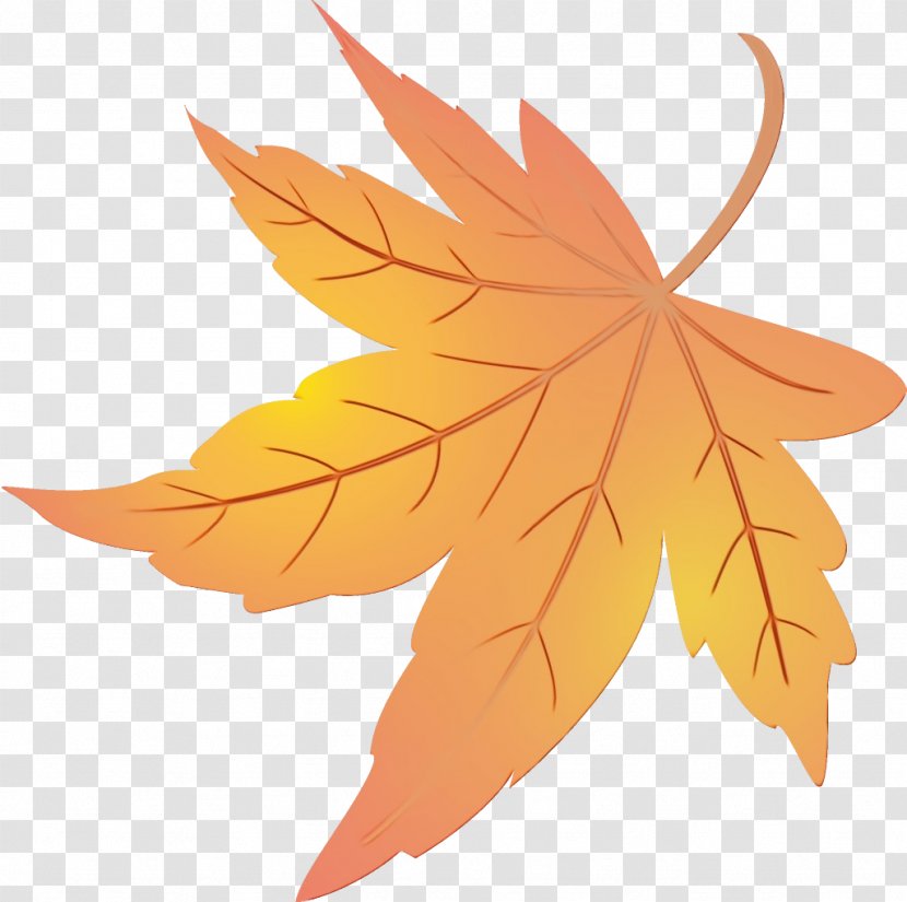 Maple Leaf - Tree - Deciduous Transparent PNG