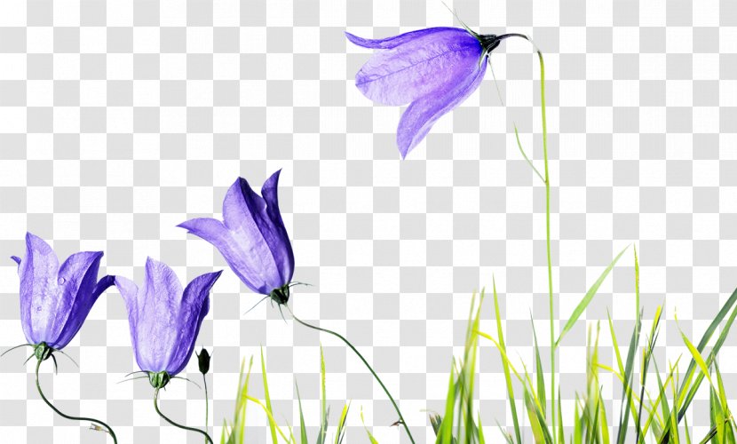 Flower Taxi Gari Drawing Photography - Flora Transparent PNG