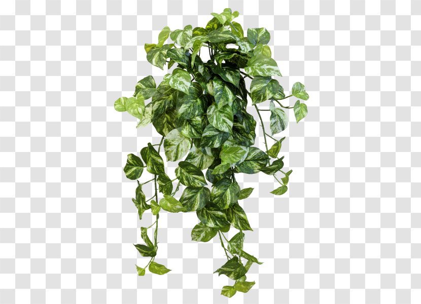 Amazon.com JMC Floral Devil's Ivy Spring Greens Flowerpot - Leaf Vegetable - Green Leaves Potted Buckle Png Transparent PNG