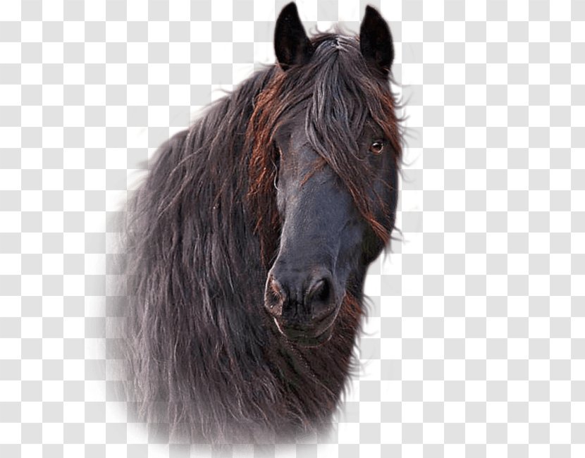 Mane Horse Hoof Pony Halter - Head Transparent PNG