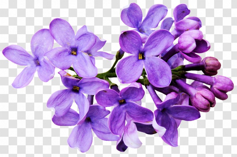 Flower Drawing Lilac Color - Flowering Plant - Chinese Transparent PNG