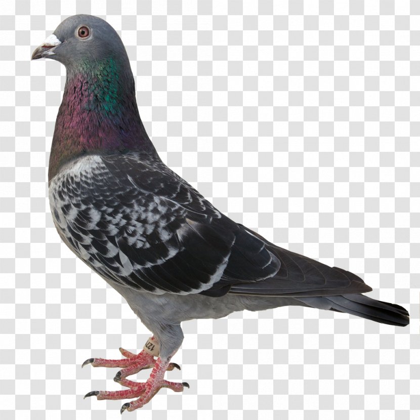 Homing Pigeon Columbidae Stock Dove Rock - Yucca Transparent PNG