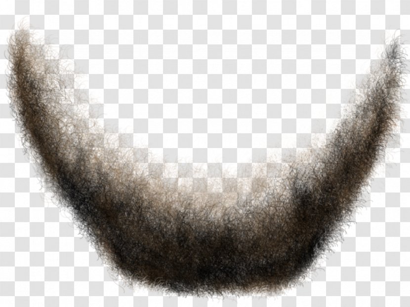 Jaw Snout Tail Fur Close-up - Wing - Hair Men Transparent PNG
