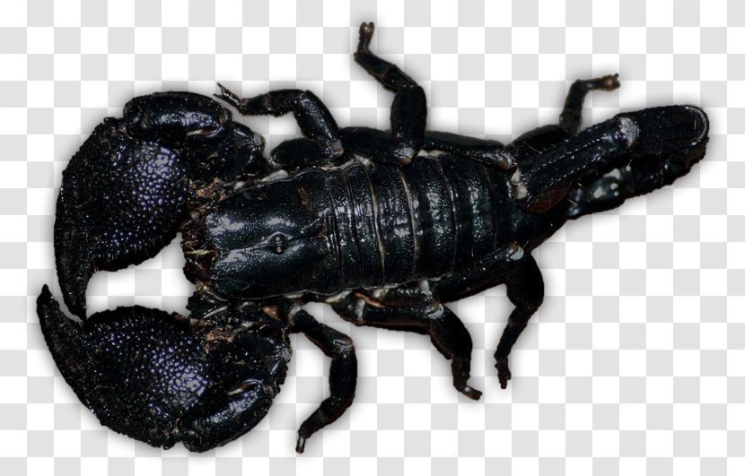 Emperor Scorpion Deathstalker Pet Venom - Thelyphonida Transparent PNG