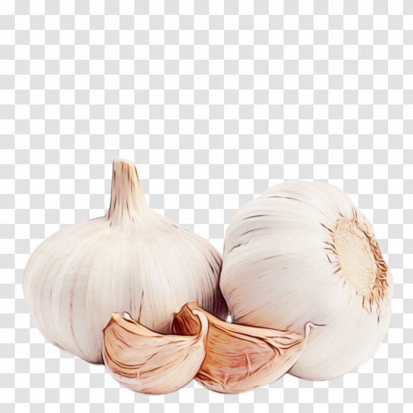 Garlic Vegetable Elephant Food Plant - Ingredient Shallot Transparent PNG