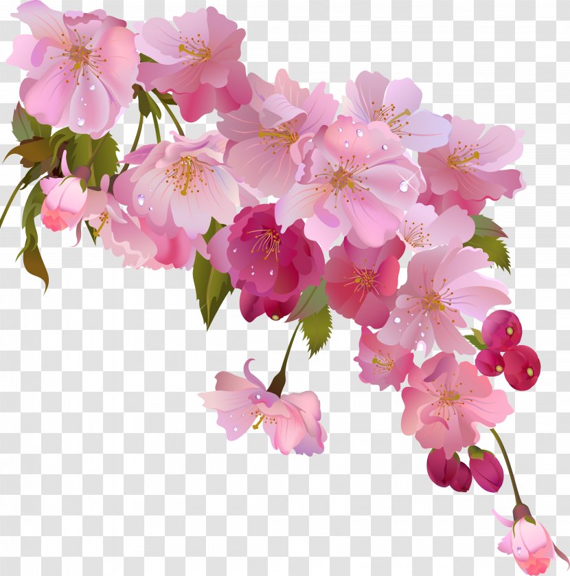 Flowering Tea Stock.xchng Floral Design Image - Plant - Flower Transparent PNG
