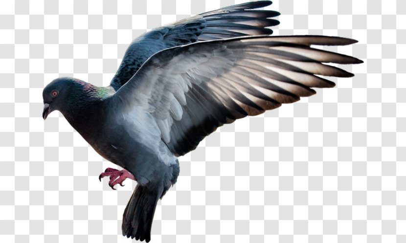 Domestic Pigeon Columbidae Flight - Pixel - Flying Material Home Transparent PNG