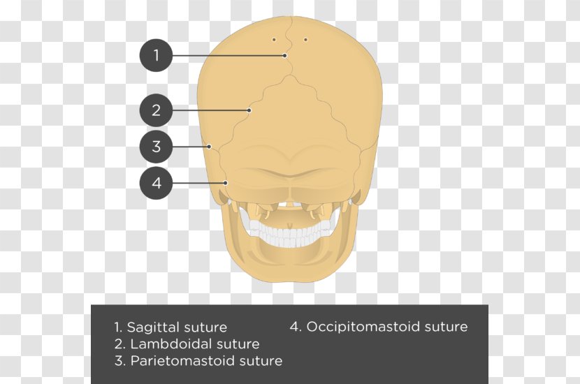 Parietal Bone Skull Anatomy Lebeční šev - Text Transparent PNG