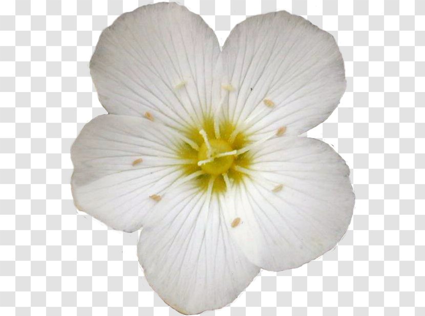 Common Evening-primrose Florblanca Resort - Flower - Petal Transparent PNG