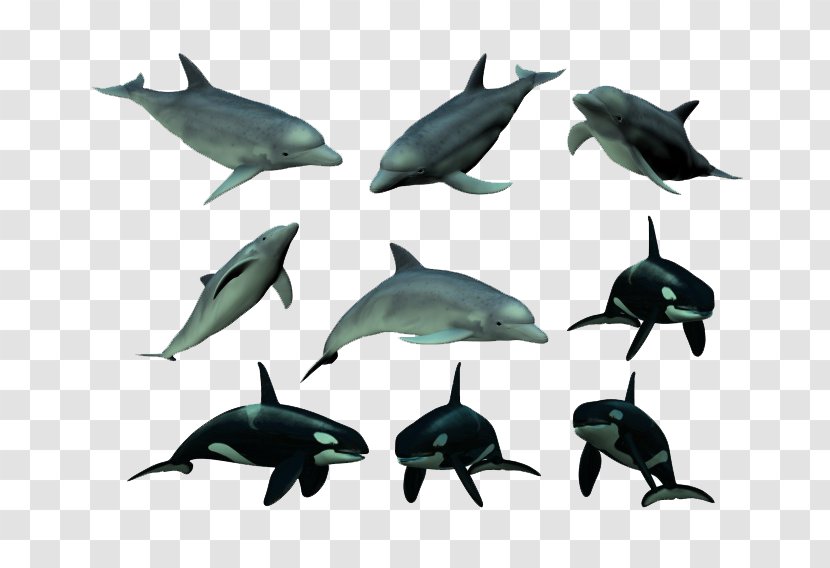 Tucuxi Dolphin Killer Whale - Fauna - Whales And Dolphins Transparent PNG