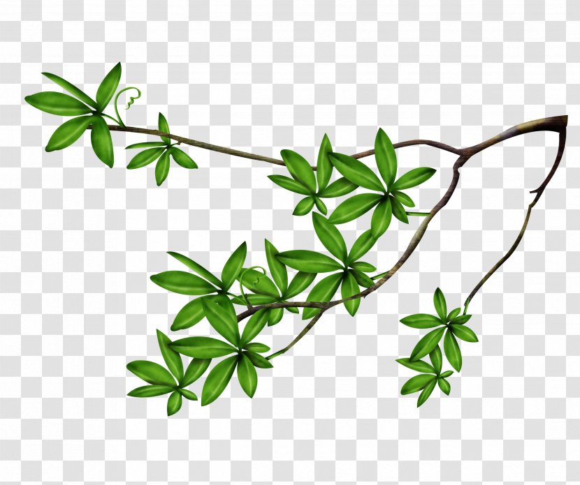 Leaf Tree Branch Clip Art - Plant - Foliage Transparent PNG