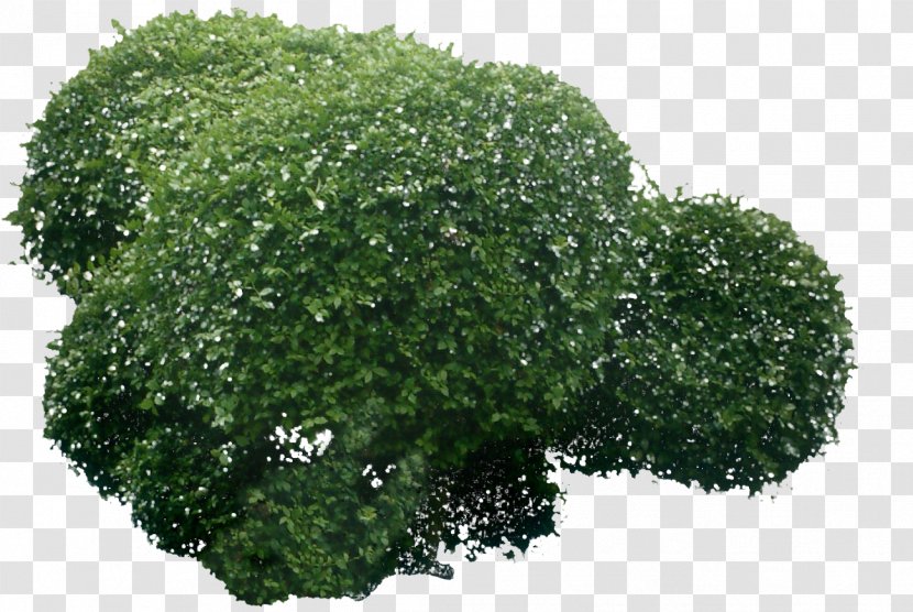 Shrub Tree Architecture Adobe Photoshop Leiaut - January 6 - Top View Transparent PNG