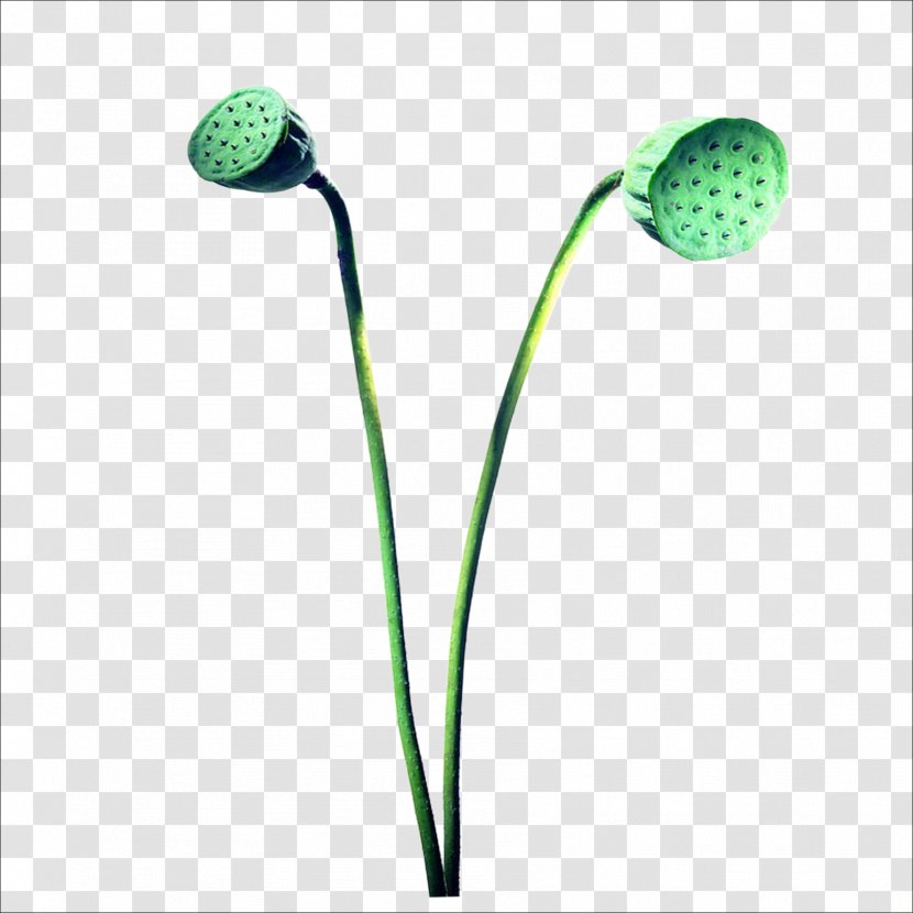 Nelumbo Nucifera Lotus Seed Clip Art - Plant - Core Transparent PNG