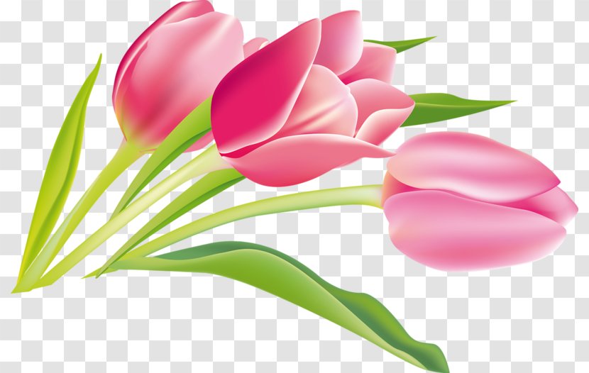 Tulip Cut Flowers Summer Hit Plant Stem - Magenta Transparent PNG