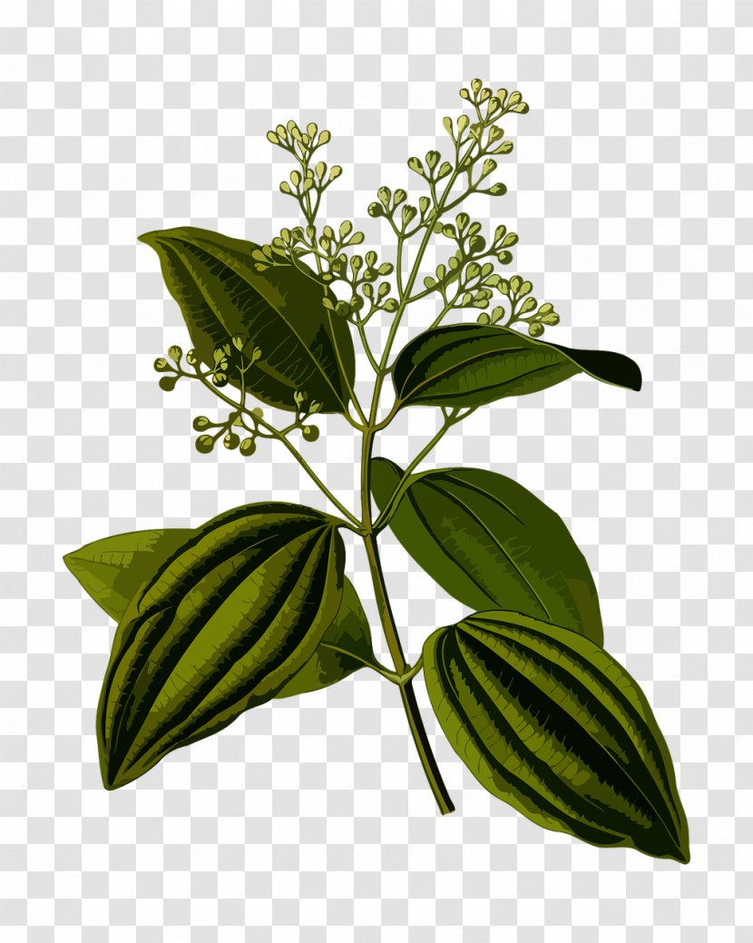Köhler's Medicinal Plants Cinnamomum Verum Chinese Cinnamon - Jan Svatopluk Presl - Plant Transparent PNG