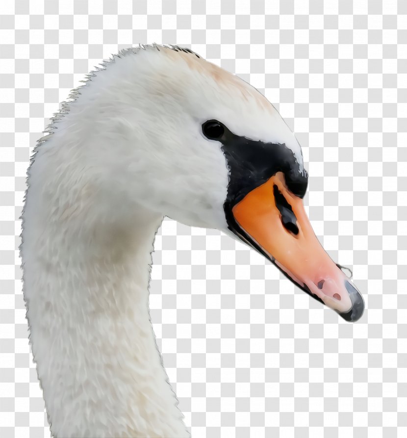 Swan Bird Beak Water Ducks, Geese And Swans - Duck Wildlife Transparent PNG