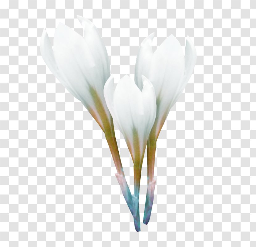 Crocus Clip Art - Seed Plant - White Transparent PNG