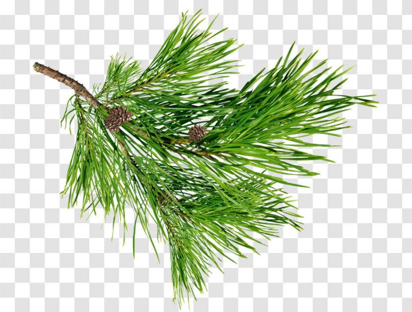 Pine Spruce Fir Larch Plant - Parfumerie Transparent PNG