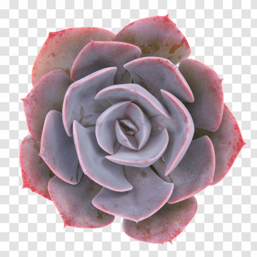 Succulent Plant Garden Roses Echeveria Lilacina Disease - Suculent Transparent PNG