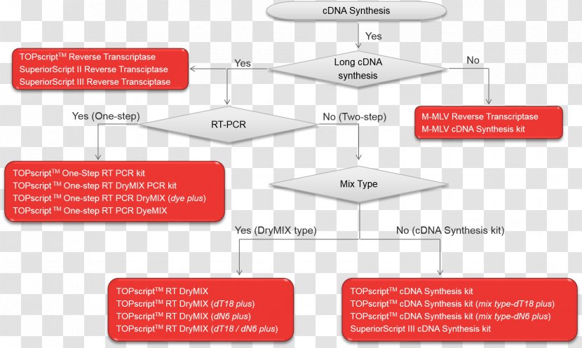 Reverse Transcriptase Complementary DNA Murine Leukemia Virus Transcription Polymerase Chain Reaction CDNA Library - Rna Transparent PNG
