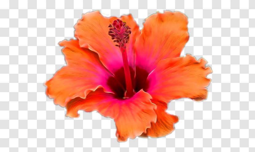 Hibiscus Teller - Pamela Transparent PNG