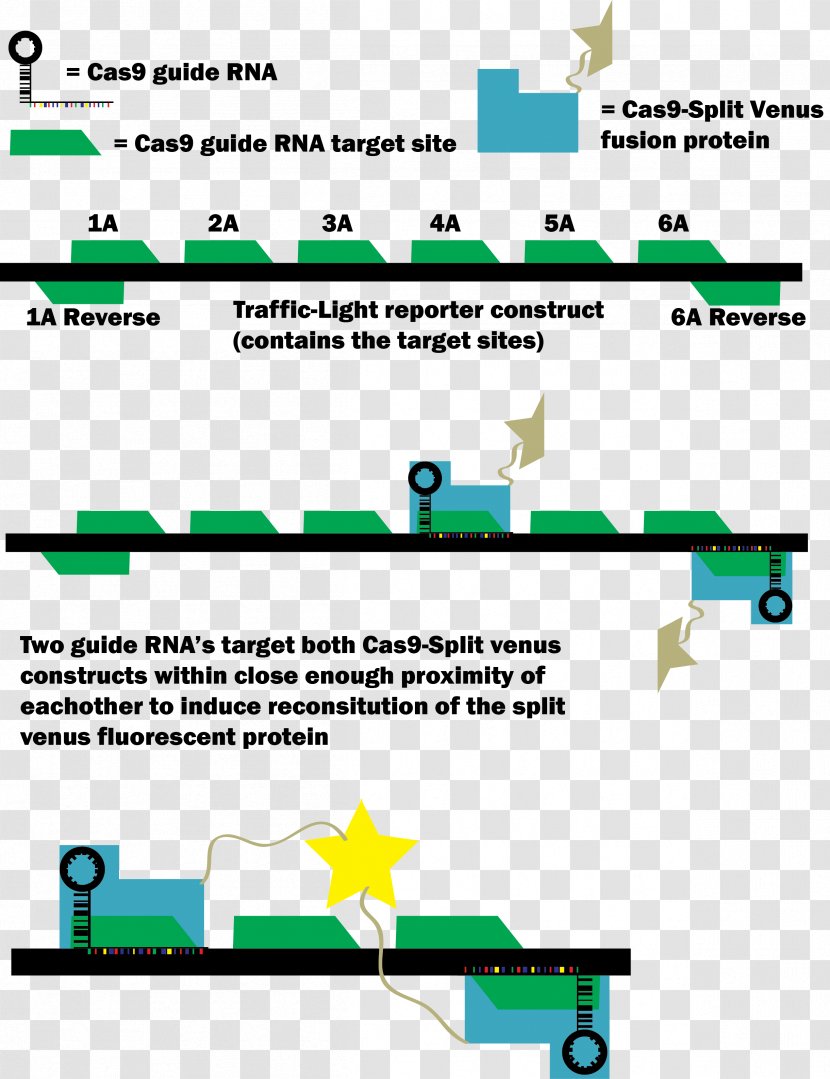 Cas9 Green Fluorescent Protein CRISPR Transfection Fusion - Crrna - Signaling Transparent PNG