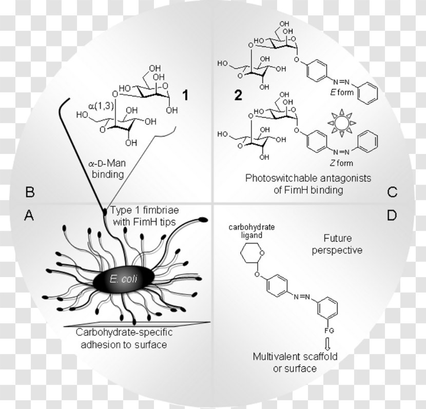 Bacterial Adhesin Fimbria Adhesion Invertebrate - White - Molecular Mechanics Transparent PNG