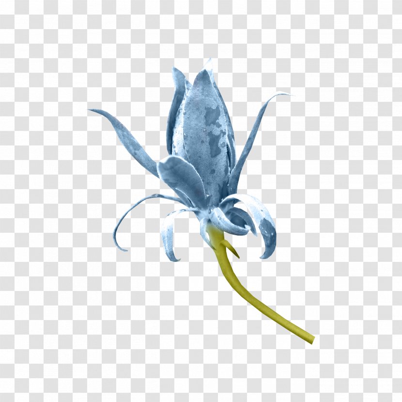 Insect Invertebrate Organism Flower Plant - Blue Flowers Transparent PNG