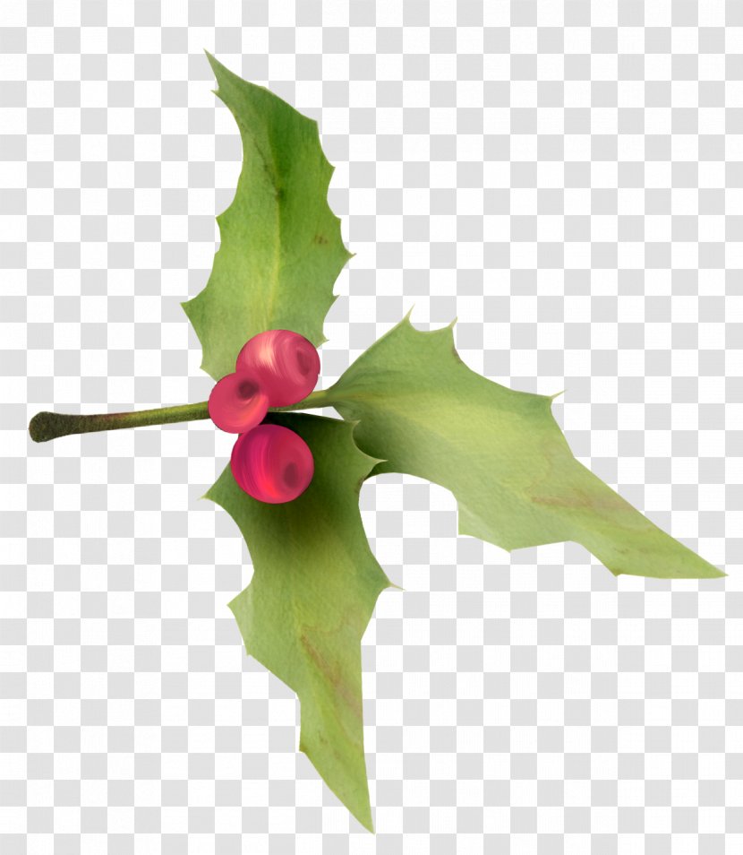 Ilex Crenata Plant Christmas Holiday - HOLLY Transparent PNG