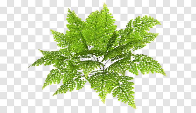 Fern Herbalism Leaf - Plant Transparent PNG