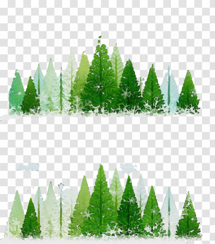 Shortleaf Black Spruce Green Oregon Pine Tree Evergreen Transparent PNG