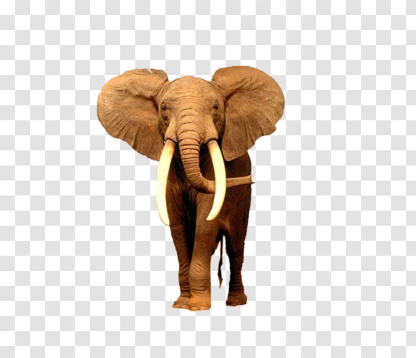African Bush Elephant Desktop Wallpaper Asian Transparent PNG