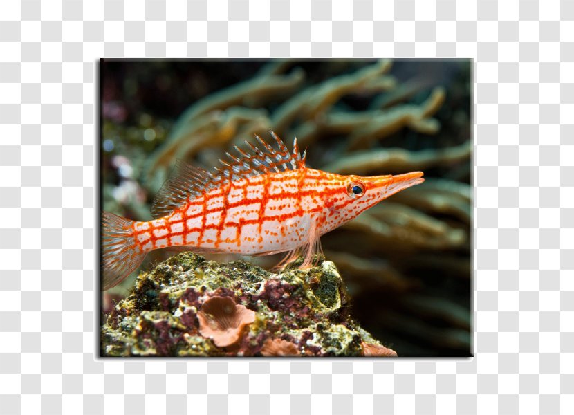 Coral Reef Fish Hawkfish Saltwater - Aquarium Transparent PNG