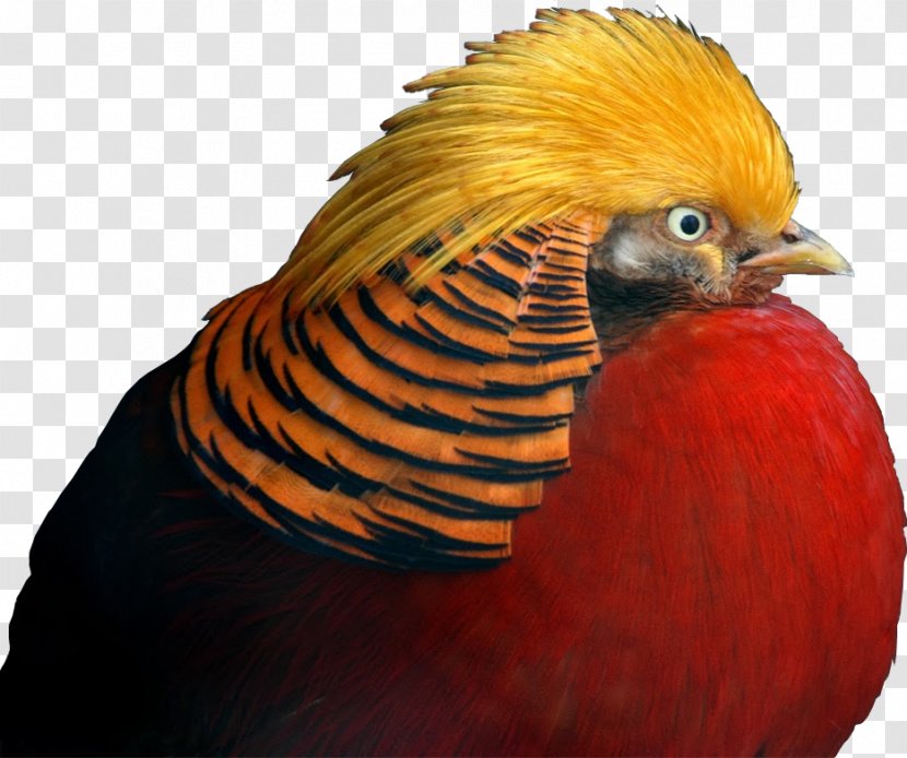 Golden Pheasant Galliformes Beak Feather Transparent PNG