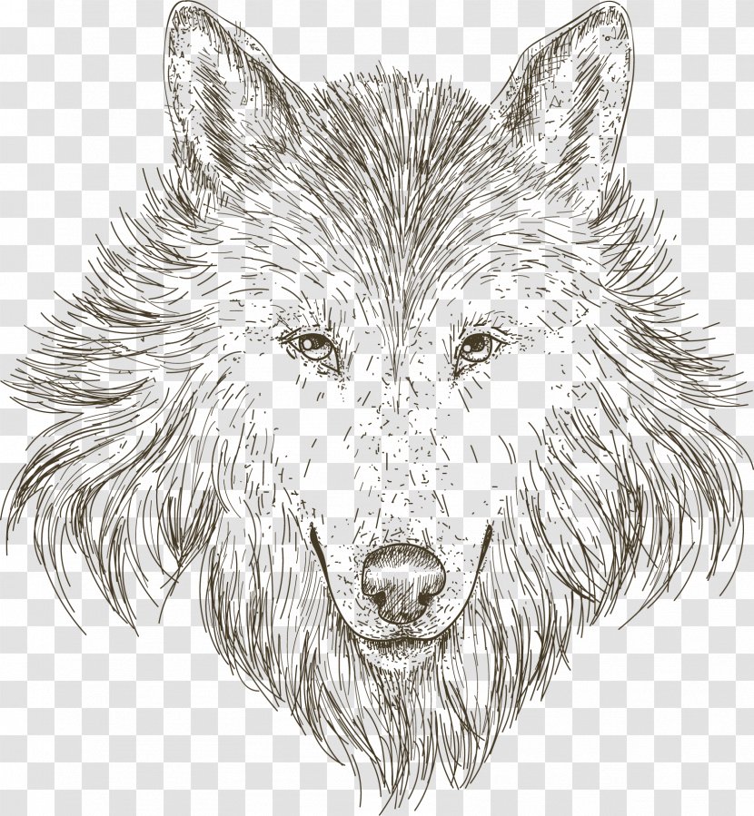 Gray Wolf Drawing Sketch - Monochrome - Hand-painted Head Transparent PNG