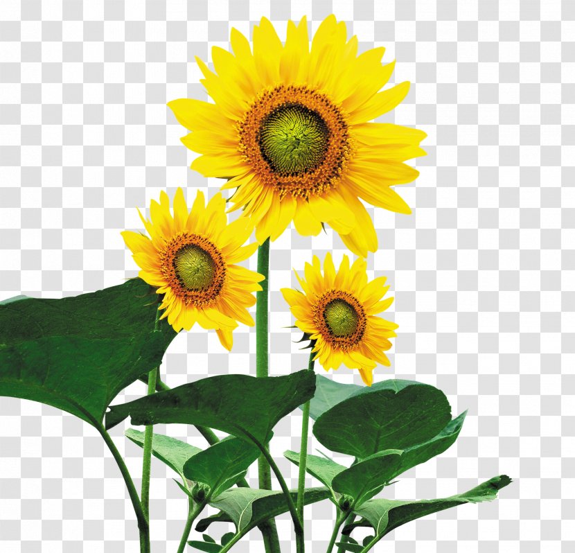 Paper Wall Decal Room Wallpaper - Daisy Family - Sunflower Transparent PNG