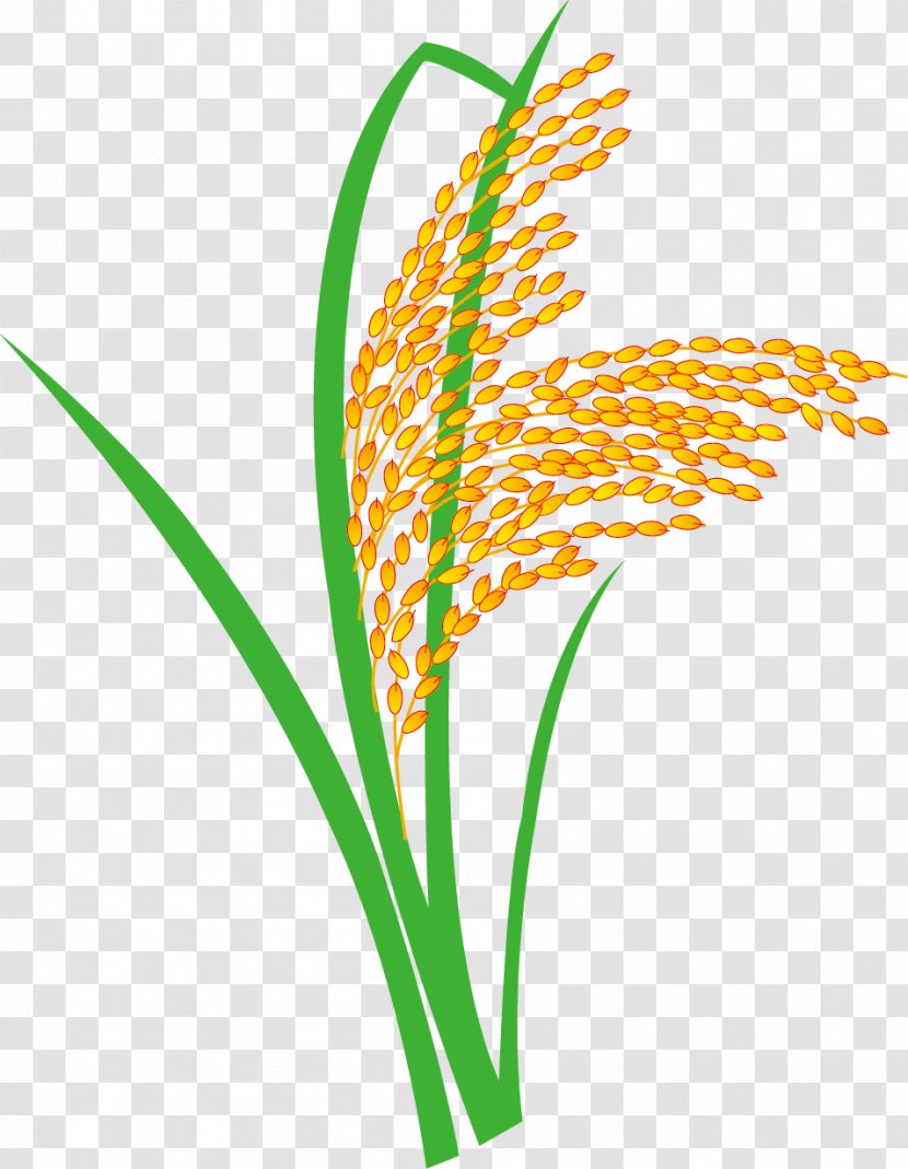 Nian Gao Rice Oryza Sativa Paddy Field - Paddy,Rice,Rice,Hedao Transparent PNG