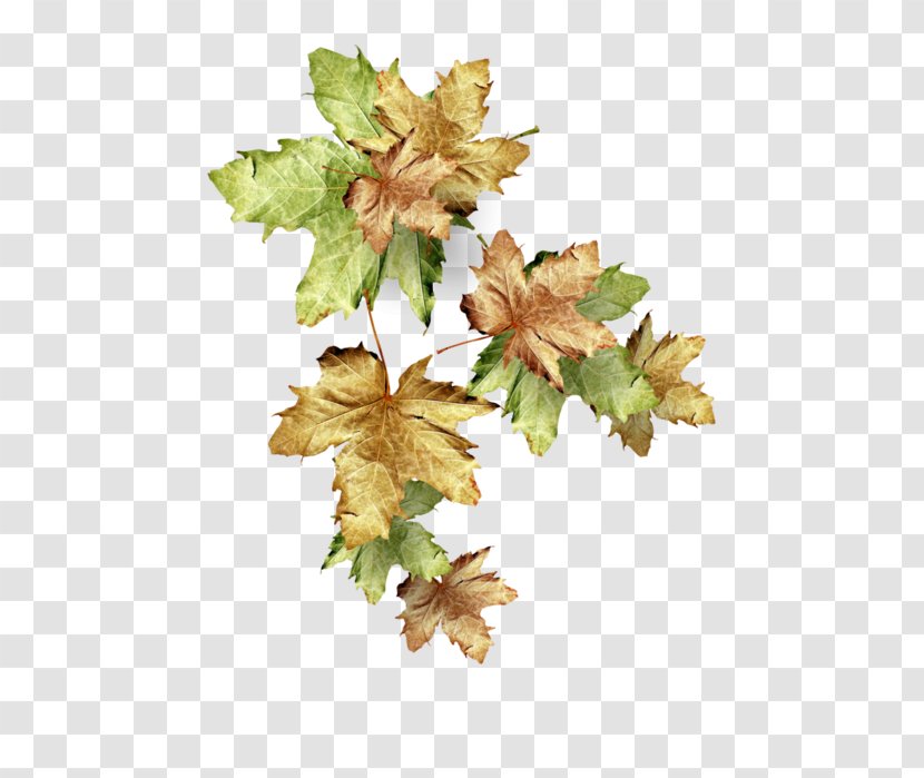 Autumn Leaves Image Leaf - Drawing Transparent PNG
