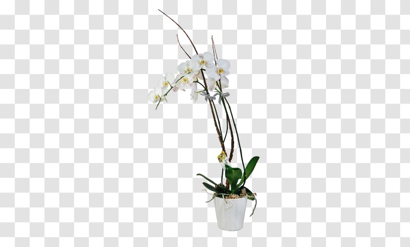 Moth Orchids Floral Design Dendrobium Flowerpot Cut Flowers - Plant Stem - Flower Transparent PNG